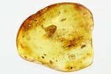 Biting Midges, Springtails, Barklouse, and Moth Wing in Baltic Amber #307701-1